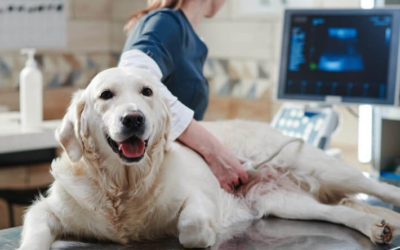 Diagnostic Imaging in Veterinary Medicine: Advances and Applications