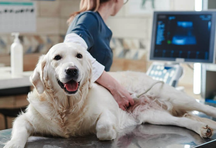 Advances in Diagnostic Imaging in the Veterinary Sector