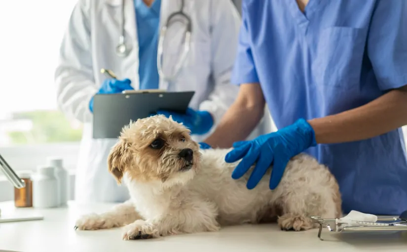 Vieworks integrates X Caliber into its software for AI-assisted veterinary diagnostics