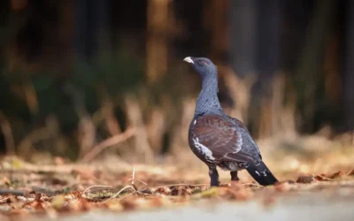 Collaboration of 4D Médica with the Capercaillie Center in Leon