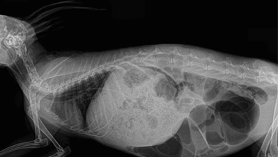 radiologia-veterinaria-4dmedica-1 Equipo de resonancia magnética Magnetom C!