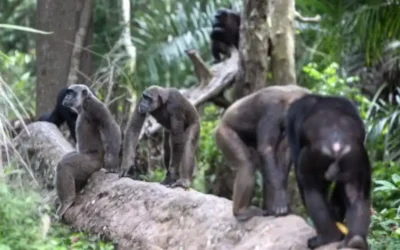 Collaboration between 4D Medica and the Jane Goodall Institute: Medical technology for chimpanzee rehabilitation