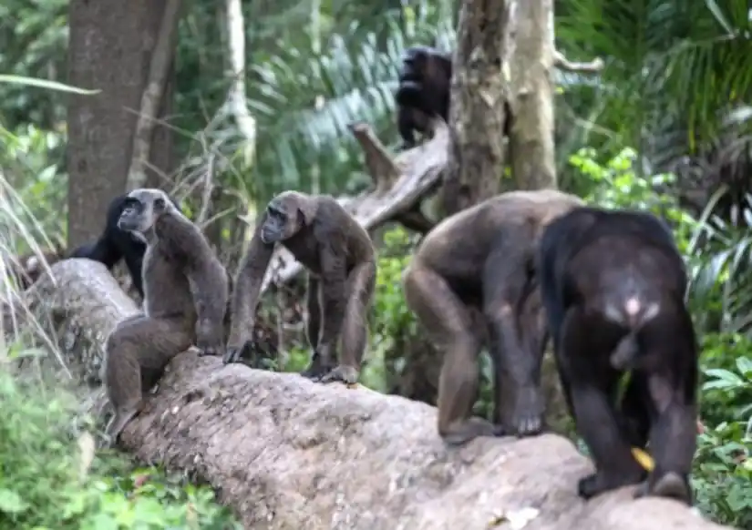 La colaboración con el Instituto Jane Goodall