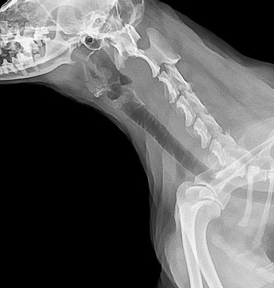 imagen-radiologia-2-vet Equipo de resonancia magnética Magnetom C!