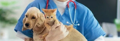 imegen-veterinaria-home-4d